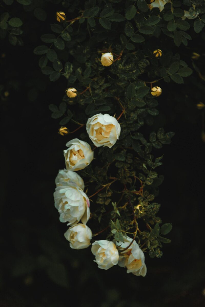 White Rose With Green Plants